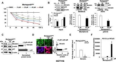 Identification of a new member of Mortaparib class of inhibitors that target mortalin and PARP1